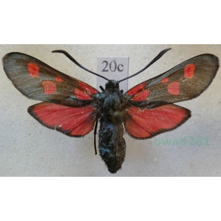 Zygaena lonicerae (Scheven, 1777) Deutschland20c